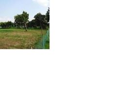Picture of Land For sale, 10 Katha at Bank Palli, Savar
