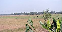 Picture of land for sale near Hemayetpur Bus Stand