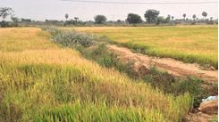 Land for sell in manikganj sadar near Gorpara High School এর ছবি