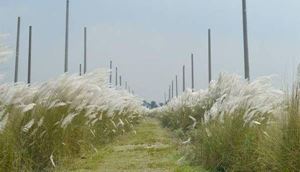 Logo of Purbachal land sale