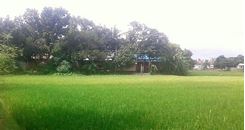 Picture of 15 Bigha Industrial land for sale at Narsingdi , Shibpur