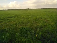 Picture of 3000 Bigha land for Sale in Narayanganj