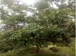 Picture of 28 katha Plot for Sale in Bagura