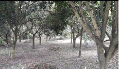 Rajshahi- 1 Bigha/20 Katha Mango- Lychee Garden @ 2.75 crore এর ছবি