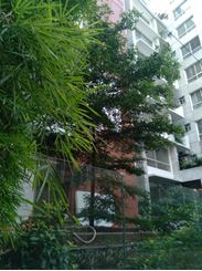 Picture of 2220 Sft Brand New Apartment For Sale At Bashundhara RA