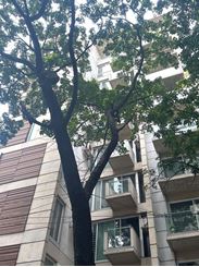 Picture of 2800sft Full Furnished Apartment for Rent at Gulshan-1