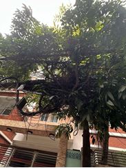 2600 sft Residential Apartment for rent at Gulshan-2 এর ছবি